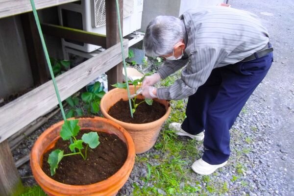 きゅうりの苗を植える様子